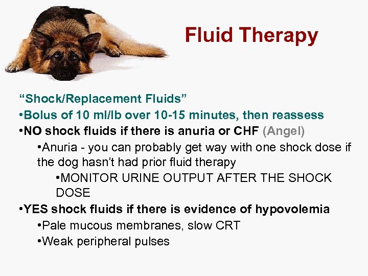 Fluid Therapy “Shock/Replacement Fluids” • Bolus of 10 ml/lb over 10 -15 minutes, then