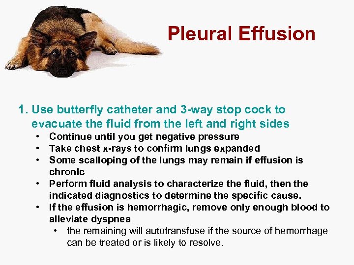 Pleural Effusion 1. Use butterfly catheter and 3 -way stop cock to evacuate the