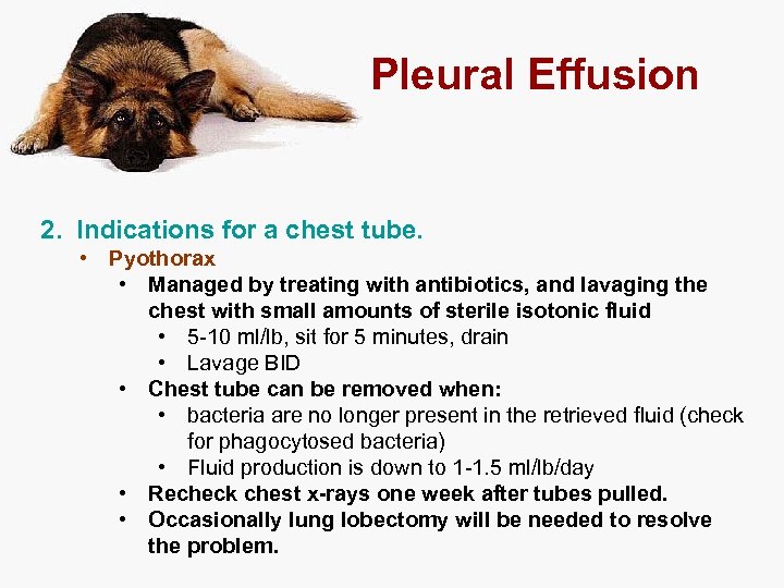 Pleural Effusion 2. Indications for a chest tube. • Pyothorax • Managed by treating