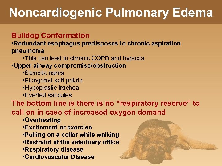 Noncardiogenic Pulmonary Edema Bulldog Conformation • Redundant esophagus predisposes to chronic aspiration pneumonia •