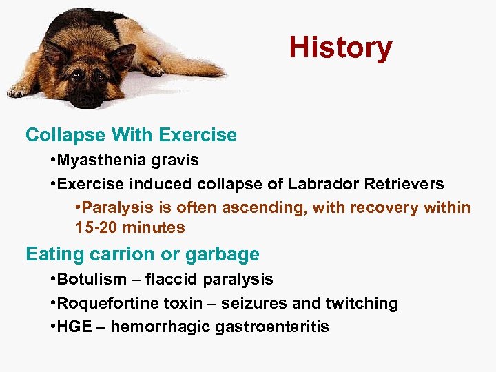 History Collapse With Exercise • Myasthenia gravis • Exercise induced collapse of Labrador Retrievers