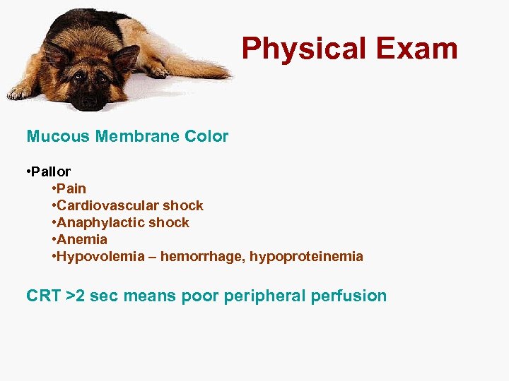 Physical Exam Mucous Membrane Color • Pallor • Pain • Cardiovascular shock • Anaphylactic