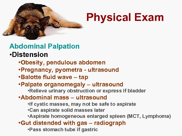 Physical Exam Abdominal Palpation • Distension • Obesity, pendulous abdomen • Pregnancy, pyometra -