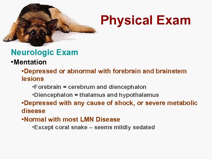 Physical Exam Neurologic Exam • Mentation • Depressed or abnormal with forebrain and brainstem