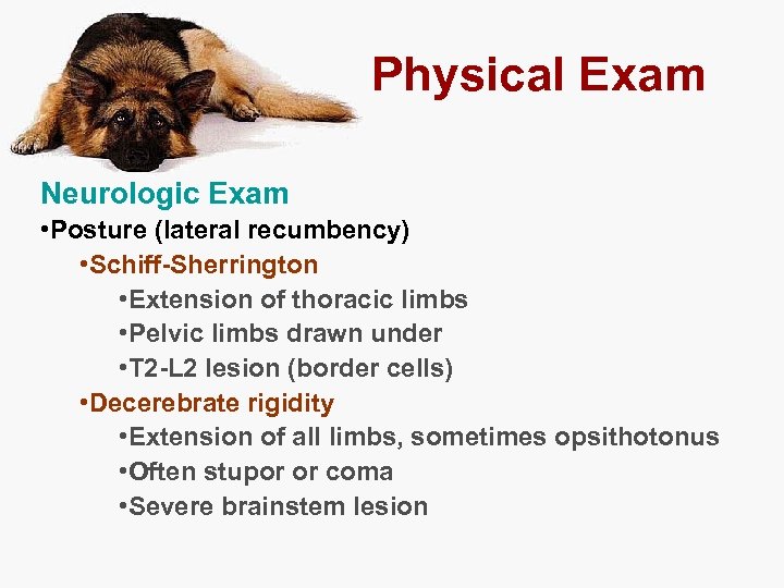 Physical Exam Neurologic Exam • Posture (lateral recumbency) • Schiff-Sherrington • Extension of thoracic