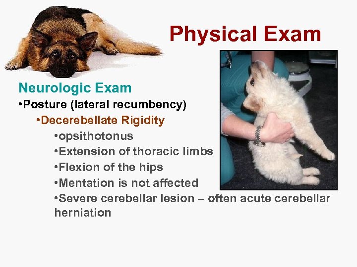 Physical Exam Neurologic Exam • Posture (lateral recumbency) • Decerebellate Rigidity • opsithotonus •