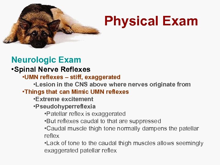 Physical Exam Neurologic Exam • Spinal Nerve Reflexes • UMN reflexes – stiff, exaggerated