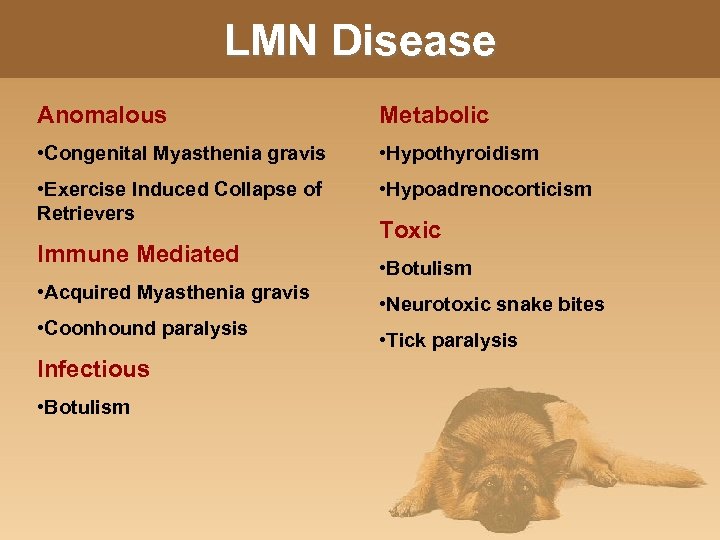 LMN Disease Anomalous Metabolic • Congenital Myasthenia gravis • Hypothyroidism • Exercise Induced Collapse