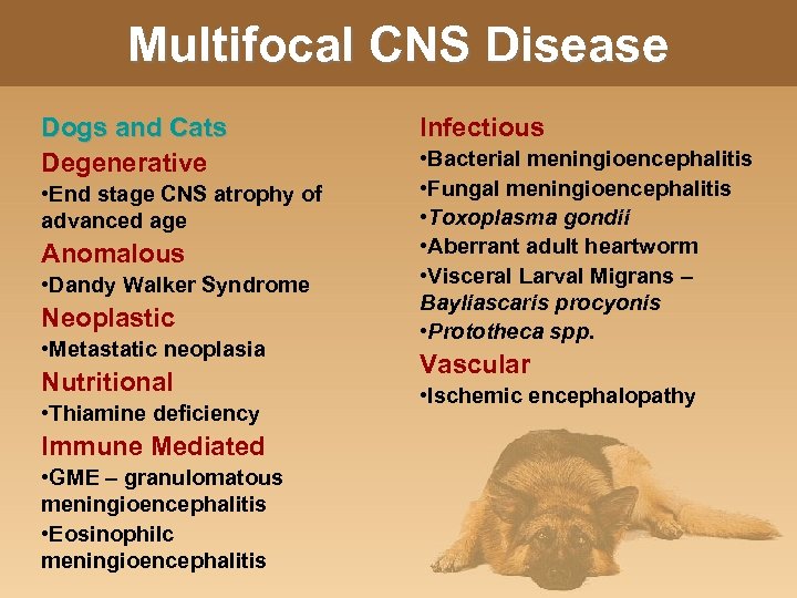 Multifocal CNS Disease Dogs and Cats Degenerative • End stage CNS atrophy of advanced