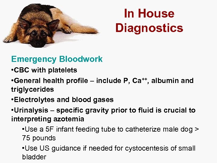 In House Diagnostics Emergency Bloodwork • CBC with platelets • General health profile –