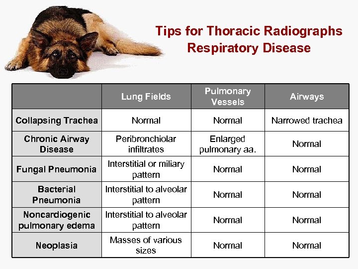 Tips for Thoracic Radiographs Respiratory Disease Lung Fields Pulmonary Vessels Airways Collapsing Trachea Normal