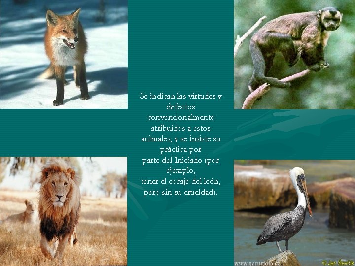 Se indican las virtudes y defectos convencionalmente atribuidos a estos animales, y se insiste