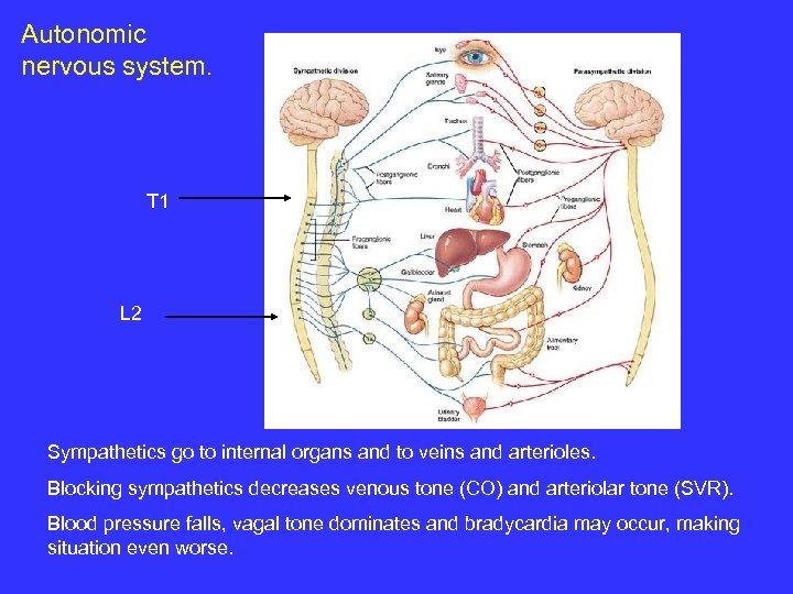Autonomic nervous system. T 1 L 2 Sympathetics go to internal organs and to