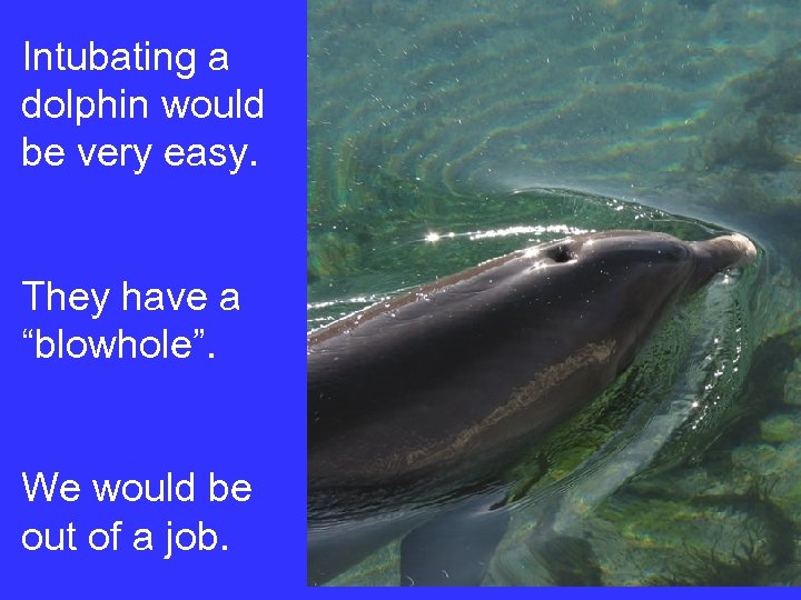 Intubating a dolphin would be very easy. They have a “blowhole”. We would be