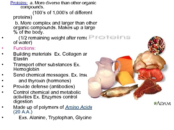 Proteins: a. More diverse than other organic compounds. (100’s of 1, 000’s of different