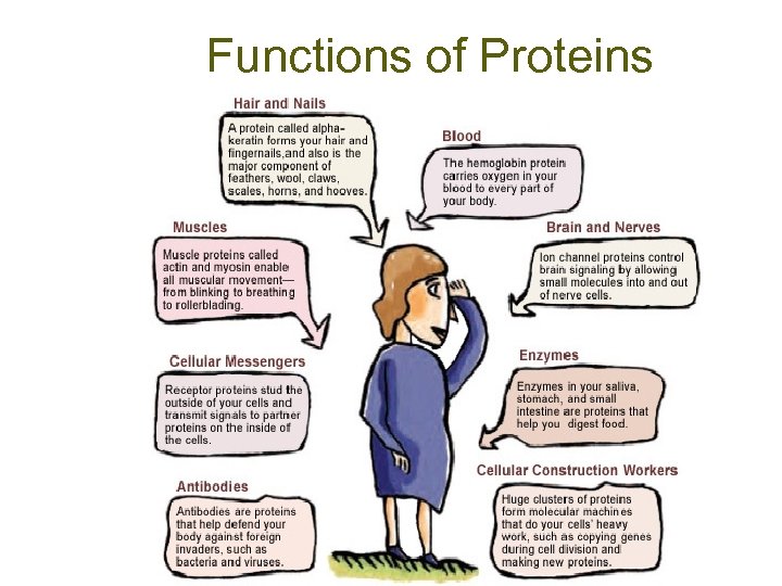 Functions of Proteins 