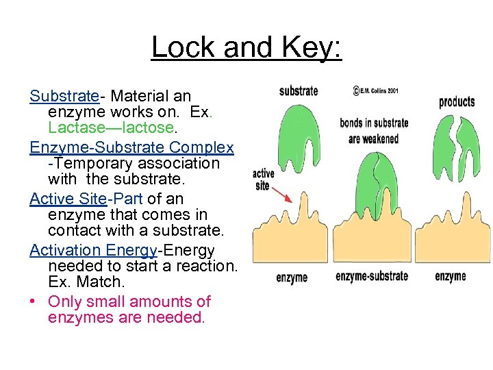 Lock and Key: Substrate- Material an enzyme works on. Ex. Lactase—lactose. Enzyme-Substrate Complex -Temporary