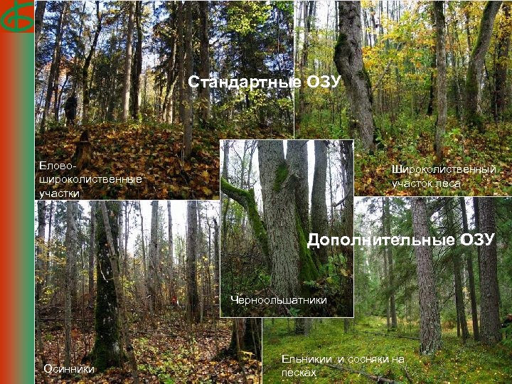 Стандартные ОЗУ Еловошироколиственные участки Широколиственный участок леса Дополнительные ОЗУ Черноольшатники Осинники Ельникии и сосняки