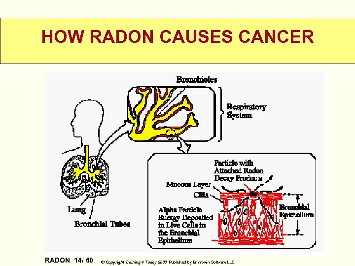 HOW RADON CAUSES CANCER RADON 14/ 60 © Copyright Training 4 Today 2000 Publsihed
