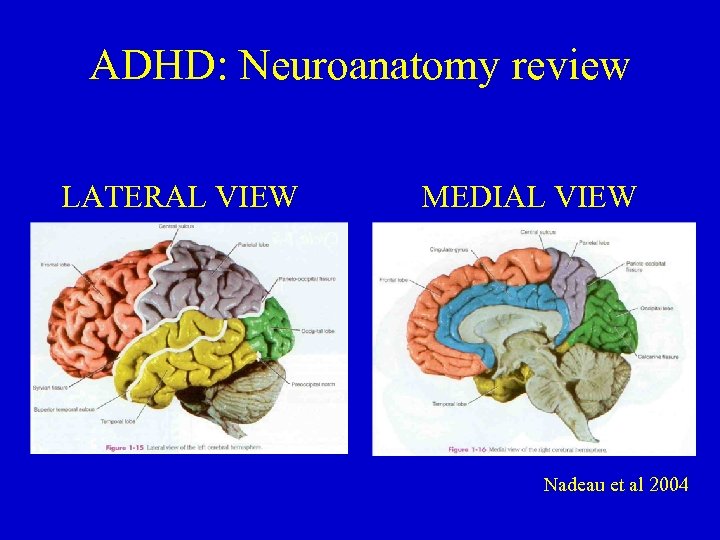 ADHD: Neuroanatomy review LATERAL VIEW MEDIAL VIEW Nadeau et al 2004 