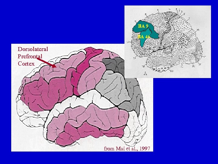BA 9 BA 46 Dorsolateral Prefrontal Cortex from Mai et al. , 1997 