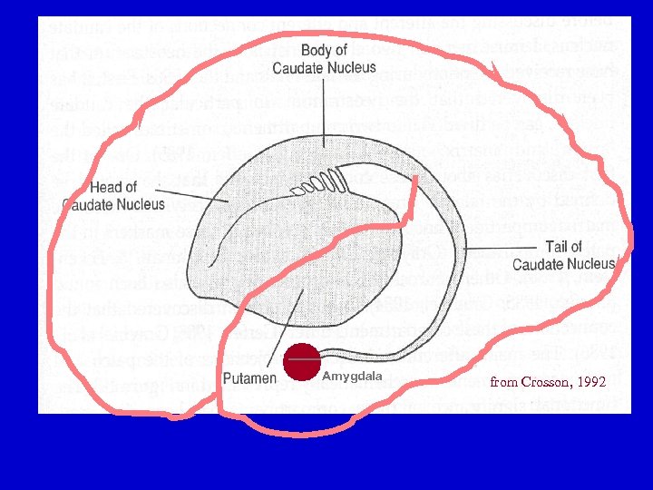 Amygdala from Crosson, 1992 