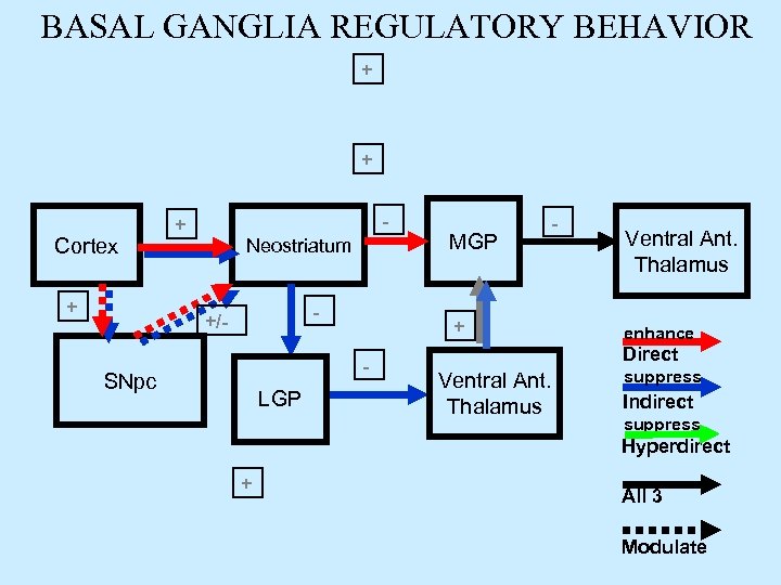 BASAL GANGLIA REGULATORY BEHAVIOR + + Cortex + - + Neostriatum - +/- +