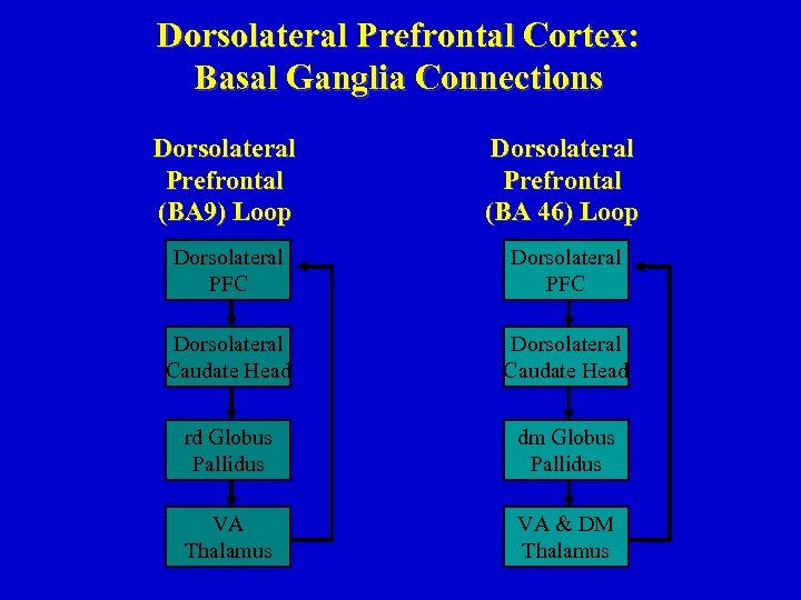 Dorsolateral Prefrontal Cortex: Basal Ganglia Connections Dorsolateral Prefrontal (BA 9) Loop Dorsolateral Prefrontal (BA