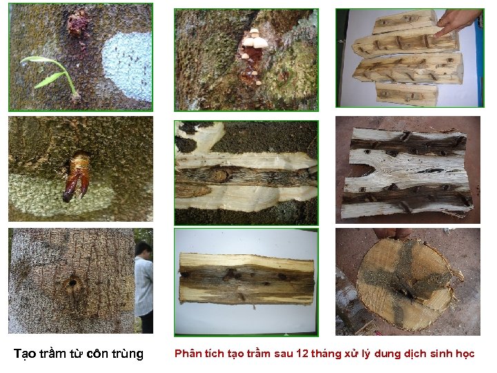 Tạo trầm từ côn trùng Phân tích tạo trầm sau 12 tháng xử lý