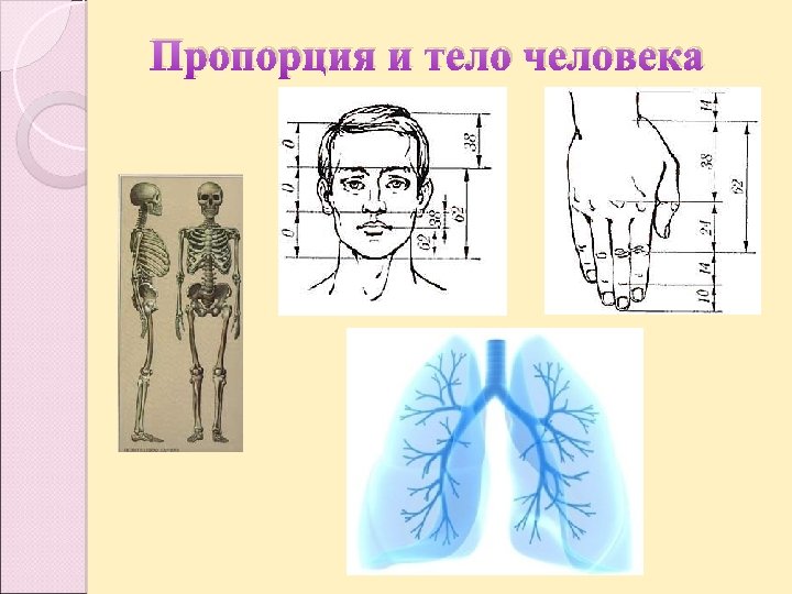 Пропорция и тело человека 