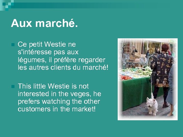 Aux marché. n Ce petit Westie ne s'intéresse pas aux légumes, il préfère regarder