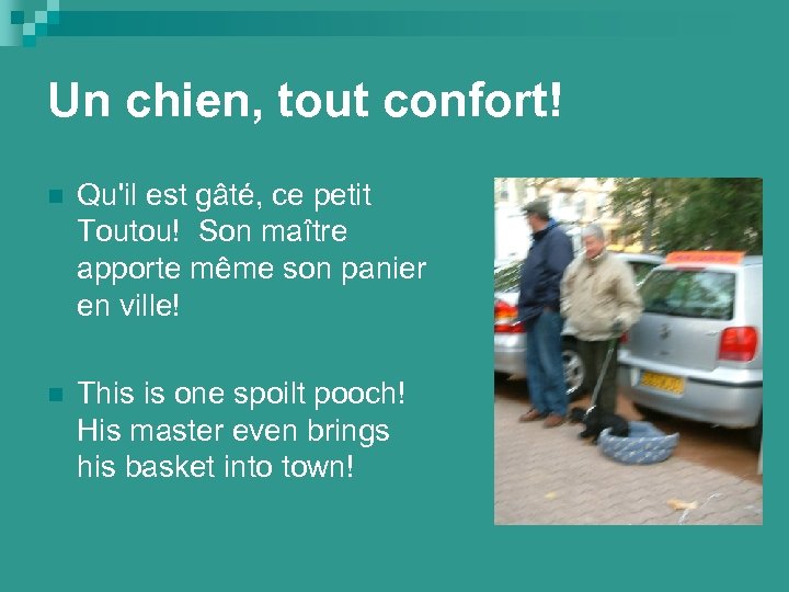 Un chien, tout confort! n Qu'il est gâté, ce petit Toutou! Son maître apporte