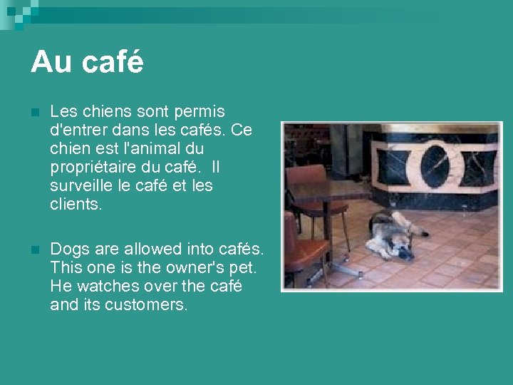 Au café n Les chiens sont permis d'entrer dans les cafés. Ce chien est