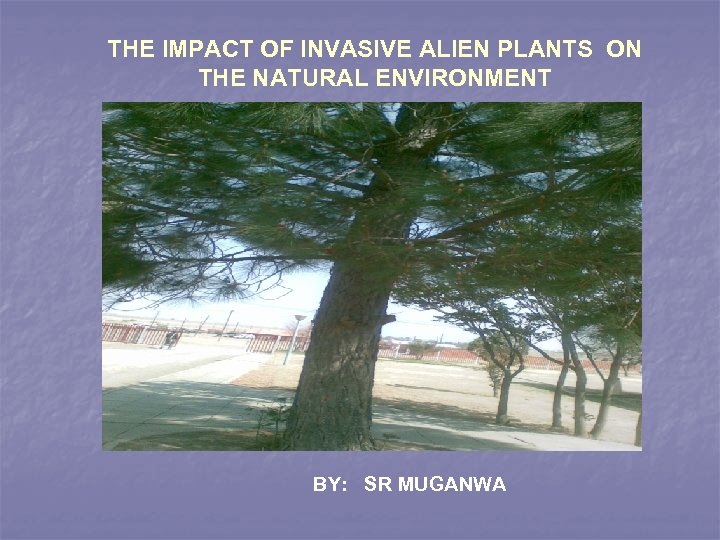 THE IMPACT OF INVASIVE ALIEN PLANTS ON THE NATURAL ENVIRONMENT BY: SR MUGANWA 