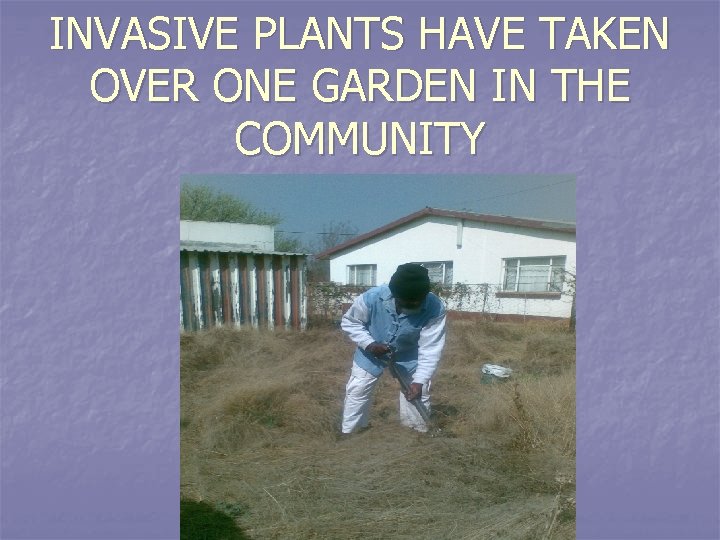 INVASIVE PLANTS HAVE TAKEN OVER ONE GARDEN IN THE COMMUNITY 