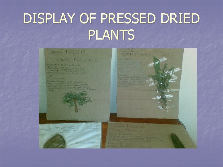 DISPLAY OF PRESSED DRIED PLANTS 