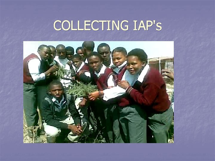 COLLECTING IAP's 