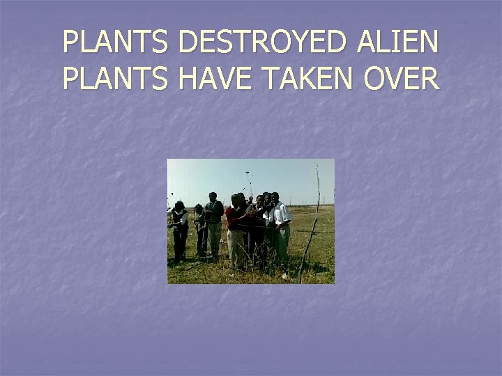 PLANTS DESTROYED ALIEN PLANTS HAVE TAKEN OVER 