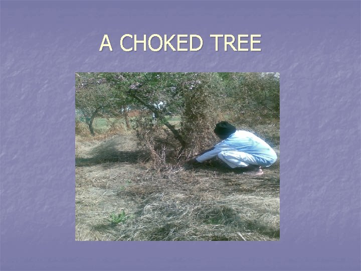 A CHOKED TREE 