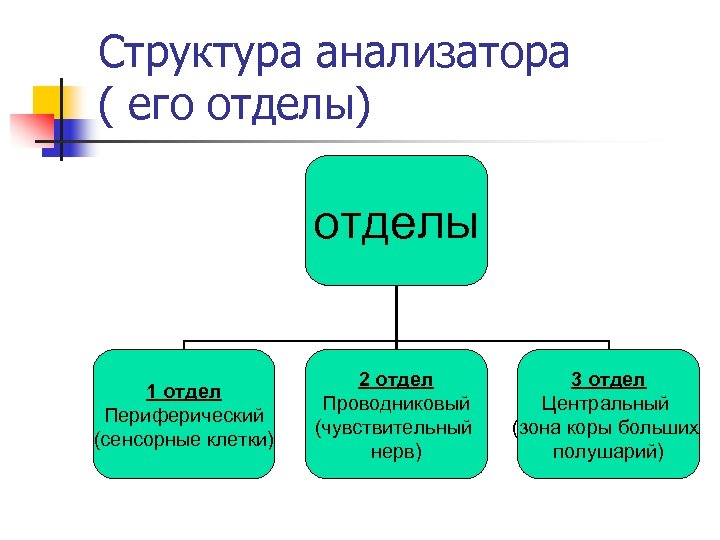 Структура анализатора ( его отделы) отделы 1 отдел Периферический (сенсорные клетки) 2 отдел Проводниковый