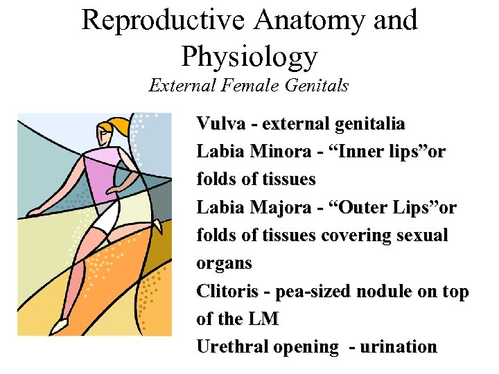 Reproductive Anatomy and Physiology External Female Genitals Vulva - external genitalia Labia Minora -