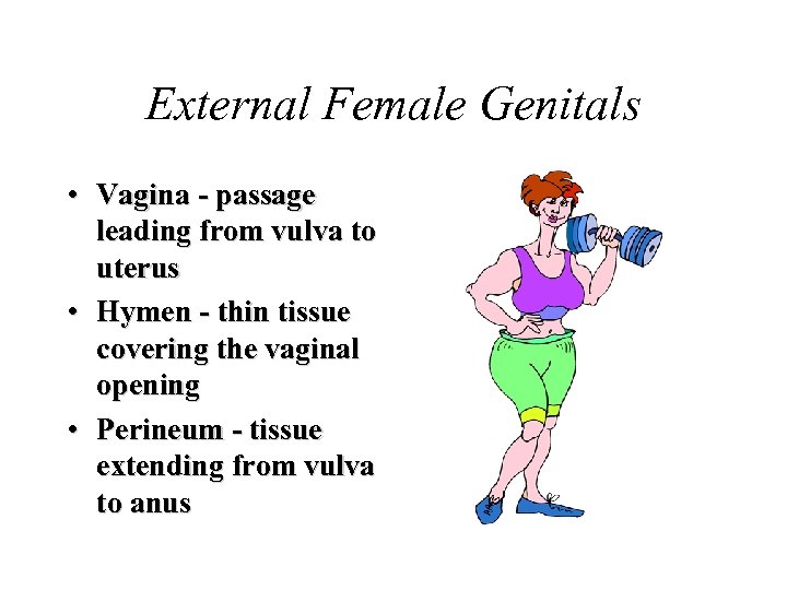 External Female Genitals • Vagina - passage leading from vulva to uterus • Hymen