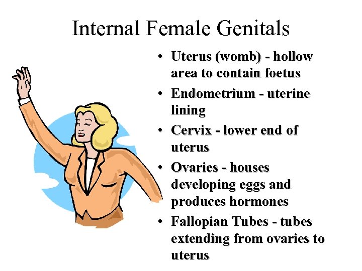 Internal Female Genitals • Uterus (womb) - hollow area to contain foetus • Endometrium