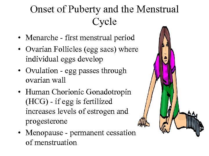 Onset of Puberty and the Menstrual Cycle • Menarche - first menstrual period •