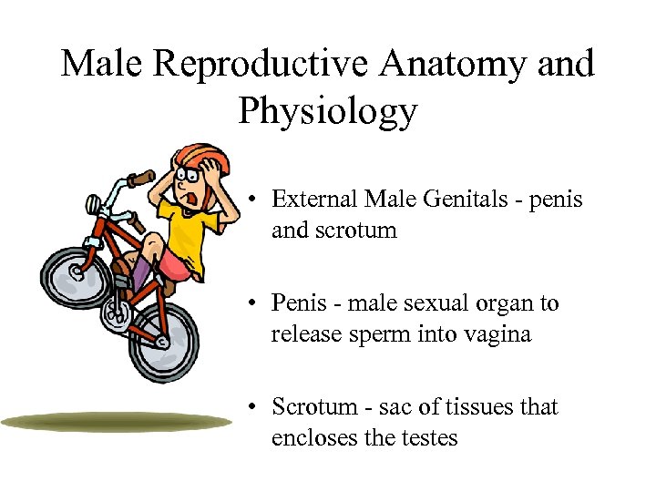 Male Reproductive Anatomy and Physiology • External Male Genitals - penis and scrotum •