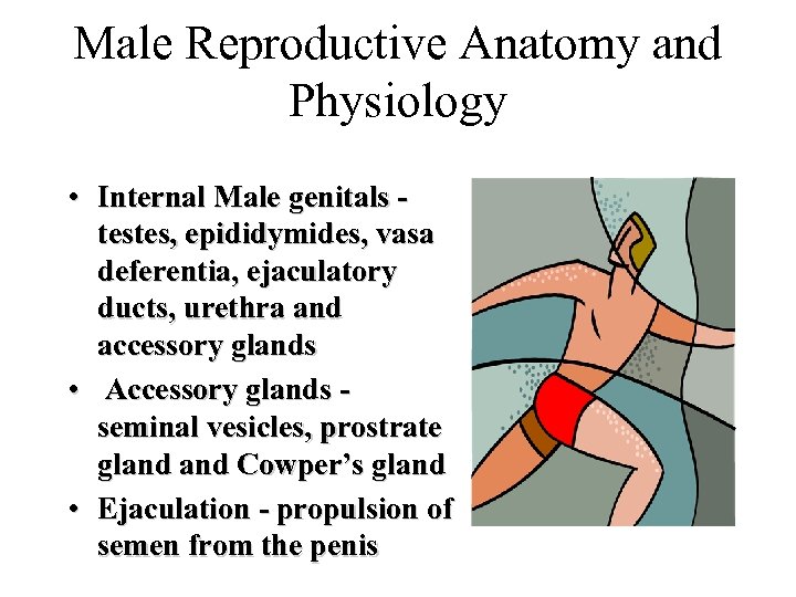 Male Reproductive Anatomy and Physiology • Internal Male genitals testes, epididymides, vasa deferentia, ejaculatory