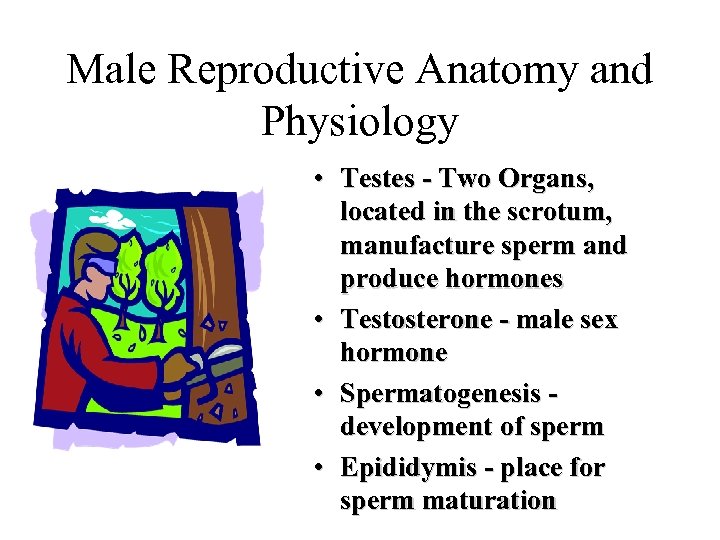 Male Reproductive Anatomy and Physiology • Testes - Two Organs, located in the scrotum,