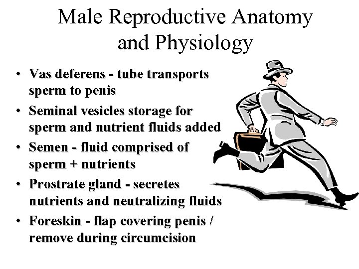 Male Reproductive Anatomy and Physiology • Vas deferens - tube transports sperm to penis