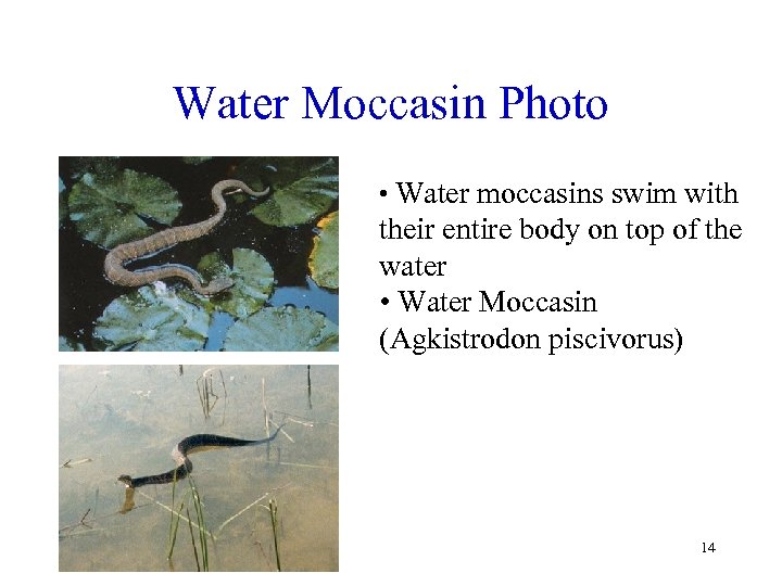 Water Moccasin Photo • Water moccasins swim with their entire body on top of