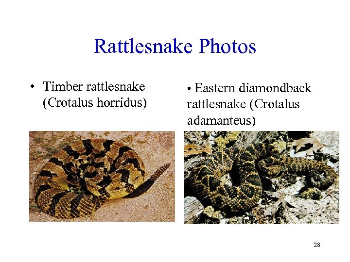 Rattlesnake Photos • Timber rattlesnake (Crotalus horridus) • Eastern diamondback rattlesnake (Crotalus adamanteus) 28